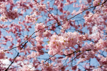 Spring cherry blossoms under blue sky