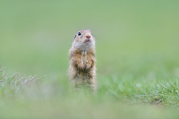 Naklejka na ściany i meble Ground squirrel keeps food in the front paws and eats in the grass