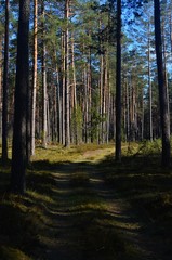 The pine forest with a road in the spring. Old forest road
