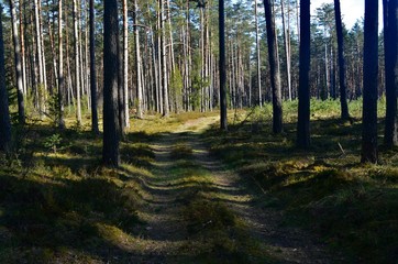 The pine forest with a road in the spring. Old forest road