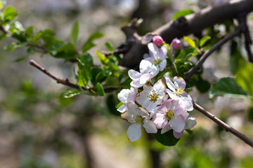 Blooming apple trees 