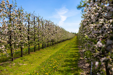 Naklejka premium Blooming apple trees 