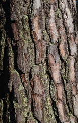 Natural background of pine tree bark. the bark of old pine tree texture, background