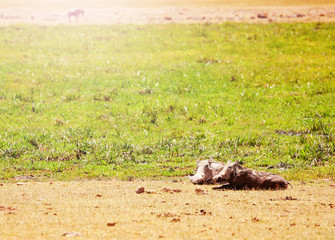 Two warthogs pigs or Phacochoerus lay in the mud puddle Kenya savanna, Africa