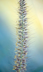 Single Poaceae Grass Flowers Close up
