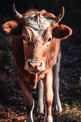 wild cow on the wayin in Corsica, France
