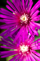 pink asters