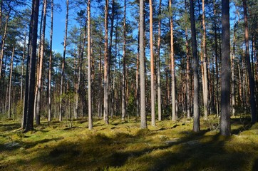 Pine forest on a sunny spring day