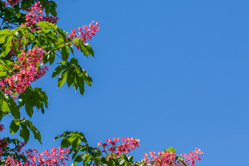 Flowering chestnut tree, pink chestnut flowers, against a blue sky, with copy space for you text,blue background 