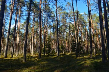 Pine forest on a sunny spring day