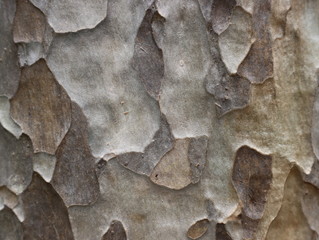 Backdrop and texture from tree bark