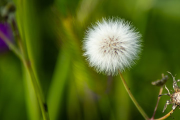 dandelion on green background
