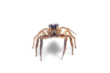Macro of the jumping spider on white background. Close up of the home spider on white paper background.