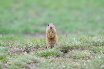 Naklejka na ściany i meble Ground squirrels stand upright on their hind legs and watch the surroundings in the meadow