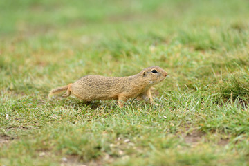 Ground souslik running and jumping in the grass on the meadow 