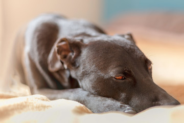 Pies Piesek Dog Weterynaria Spacer © Kuba Petrymusz