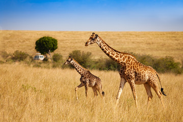 Two giraffes and safari car for tourist observe animals in natural habitat in Kenya Amboseli park