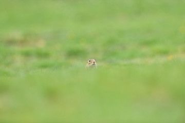 Ground souslik peeks and lurking out of the burrow around the meadow