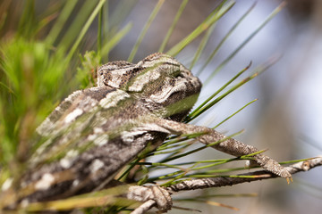 chameleon in the pine. common chameleon, mediterranean chameleon, chamaeleo chamaeleon.