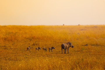 Obraz na płótnie Canvas Family group of warthogs pigs standing together in Kenya savanna, Africa