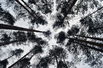 Pine trees silhouette view from below into the sky. Trees against the  sky