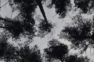 Pine trees silhouette view from below into the sky. Trees against the  sky