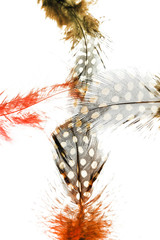 Green, red, orange, yellow feathers on white background.