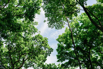 Obraz premium Lush green leaves in deep forest in springtime