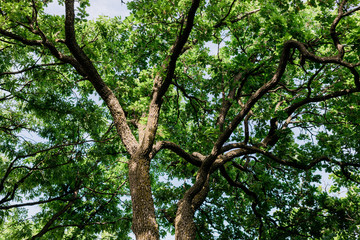 Lush green leaves in deep forest in springtime