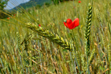 Close up of a Wheat Ear and Wheat Field with Red Poppy Flower on the Background at Countryside during Autumn in Transylvania.