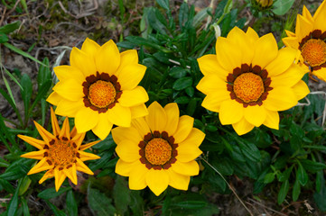 Obraz premium gazania flowers