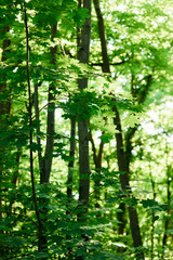 Obraz na płótnie Canvas Lush green leaves in deep forest in springtime