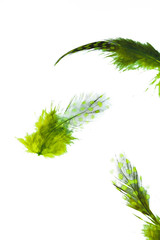 Three green feathers on white background.