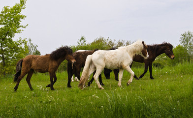 Obraz na płótnie Canvas A herd of young icelandic horses in many different colours are running high spirited in a meadow