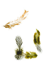 Green, red, orange, yellow feathers on white background.