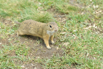 Ground squirrel keeps food in the front paws and eats in the grass