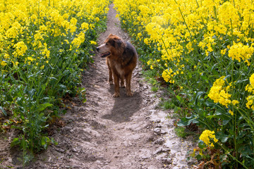 Hund im Raps Insel Rügen