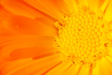 close up of orange gerbera daisy