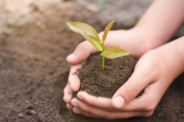 Seedlings in the hands and fertile soil Seedlings germinate from the soil. Natural resources that should be preserved Planting trees to reduce global warming. World environment day.