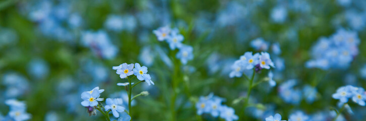 Field of delicate forget-me-nots. Floral blue background