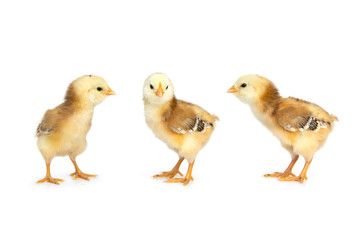chick from chicken color eggs easter egger isolated on white background.