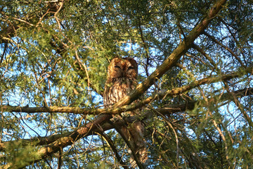 owl on tree