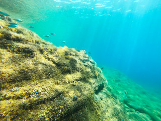 healthy mediterranean reef underwater