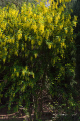 Laburnum anagyroides, złotokap zwyczajny, drzewo z żółtymi kwiatami w ogrodzie wiosną, w czasie kwitnienia - obrazy, fototapety, plakaty