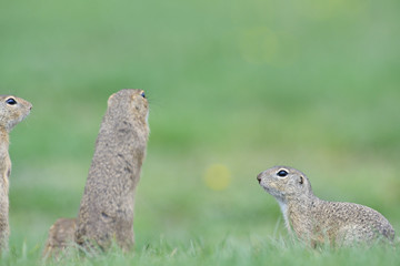 Ground squirrels stand upright on their hind legs and watch the surroundings in the meadow