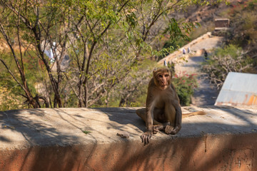 Cute monkey of India, Monkey Temple or Galta Ji Temple in Jaipur