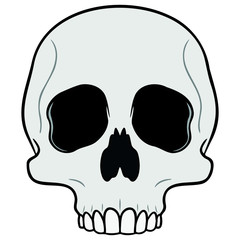 gray skull without jaws. white background, isolated, cartoon, vector drawing.