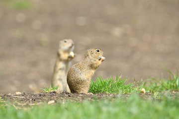 Naklejka na ściany i meble Ground squirrels stand upright on their hind legs and watch the surroundings in the meadow