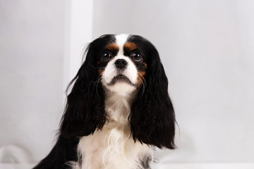 King charles spaniel sits indoor at studio