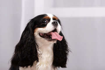 King charles spaniel sits indoor at studio